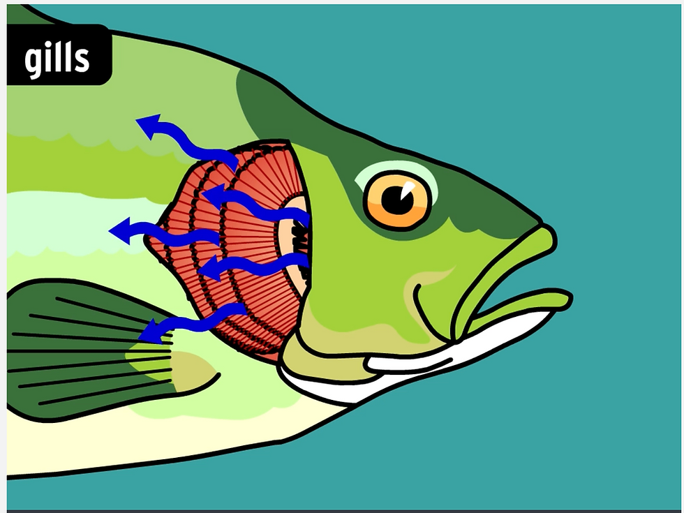 From BrainPOP's movie on gills. Illustration of a green fish showing gills with blue arrows indicating airflow. Text "gills" in the top left.