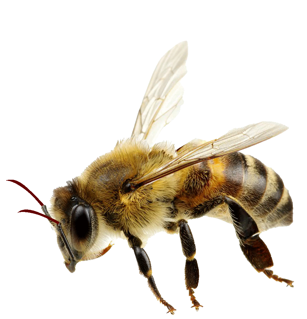 64078093-0-bee.gif