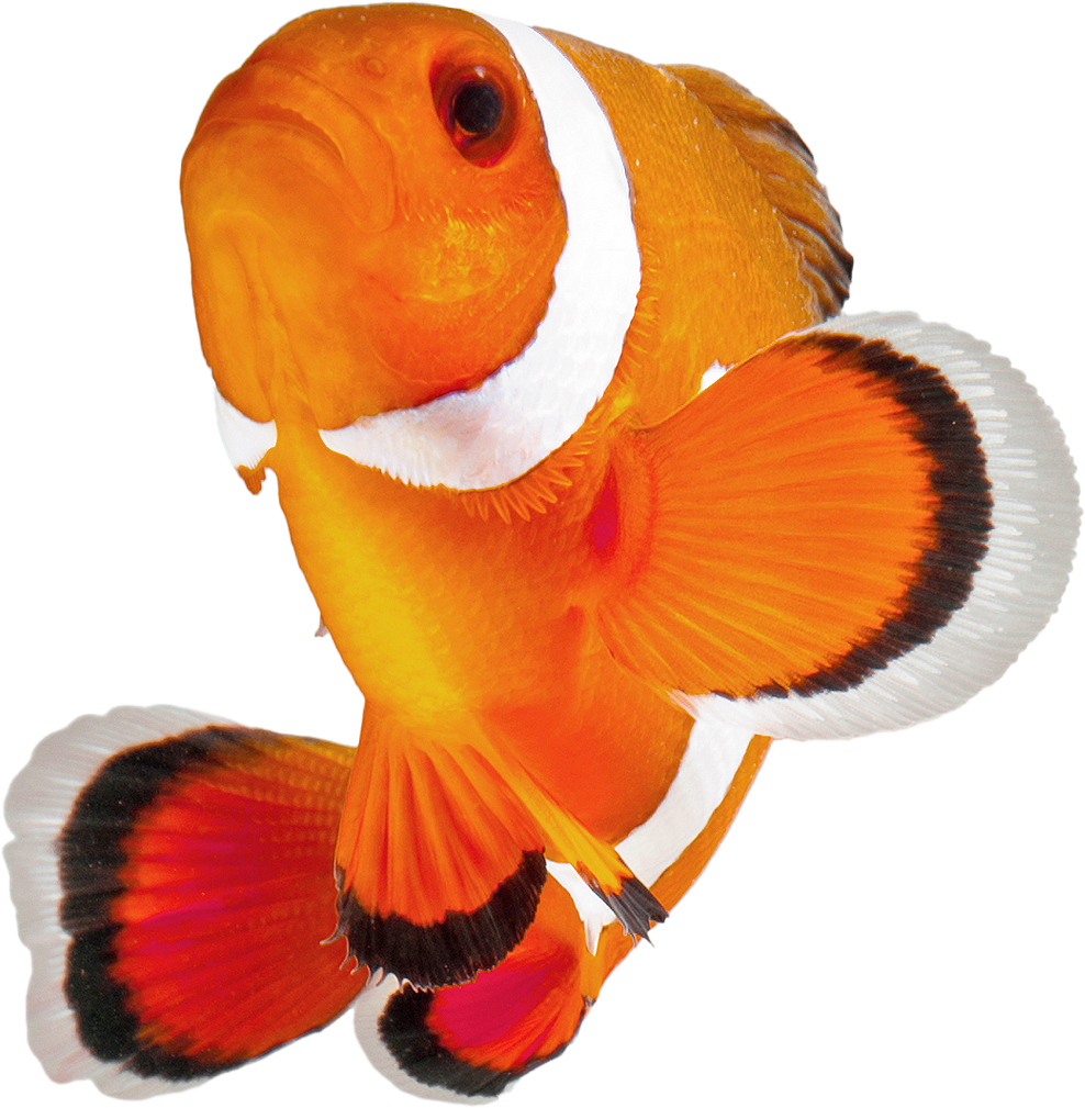 Clownfish_1.png