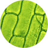 Chlorophyll