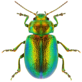 Beetle