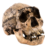 Fossil of a skull