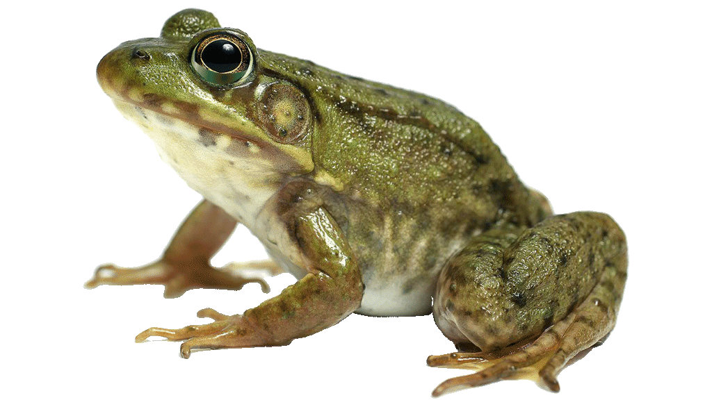 gif of frog gulping