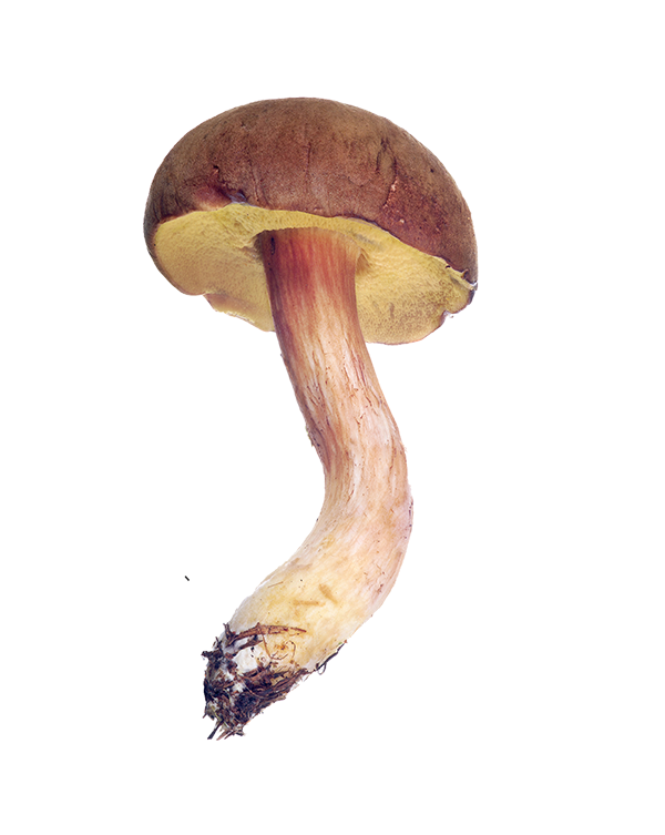 mushrooms