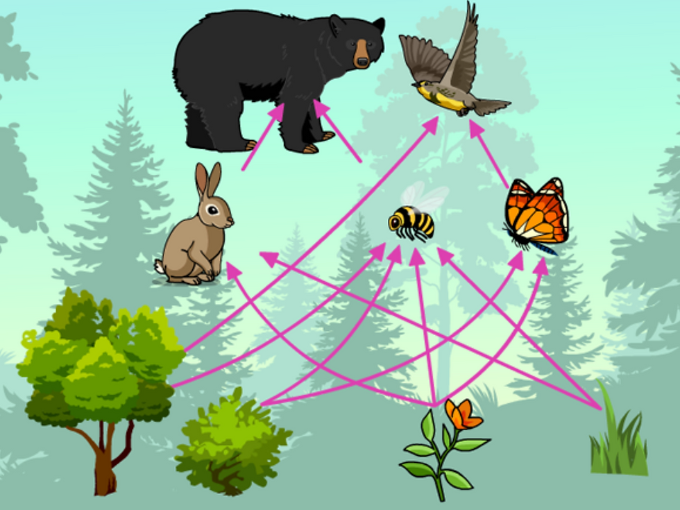 Gif showing flow chart of energy in food webs and a drag and drop checkpoint comparing and contrasting producers and consumers