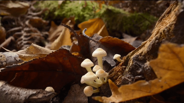 Sped up gif of mushrooms growing 
