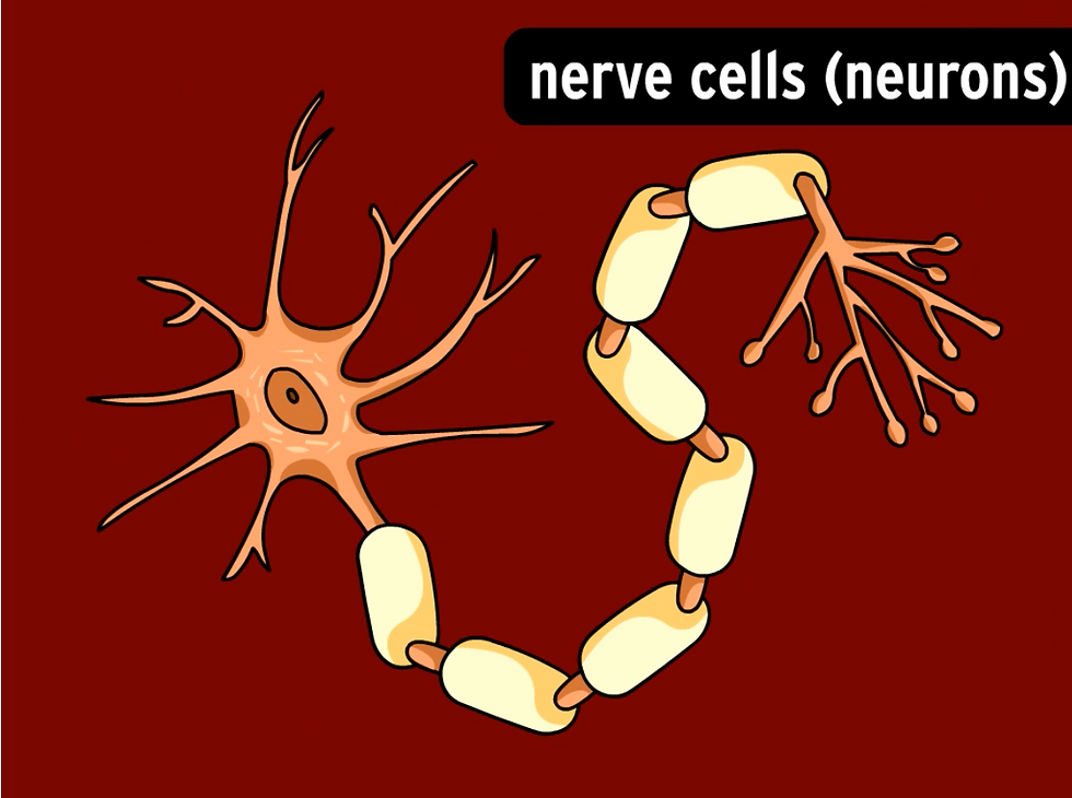 BrainPOP Movie screen grab showing neruons