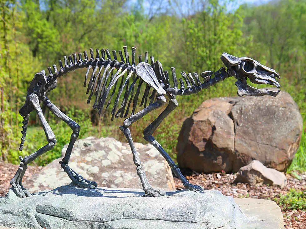 Fossil of a four legged dinosaur skeleton